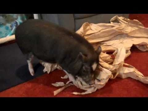 Moo Pig playing in paper