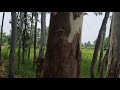 Welcome to jungle smartphone ps films vlogs