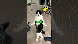 Never Play This Song To Your Cat