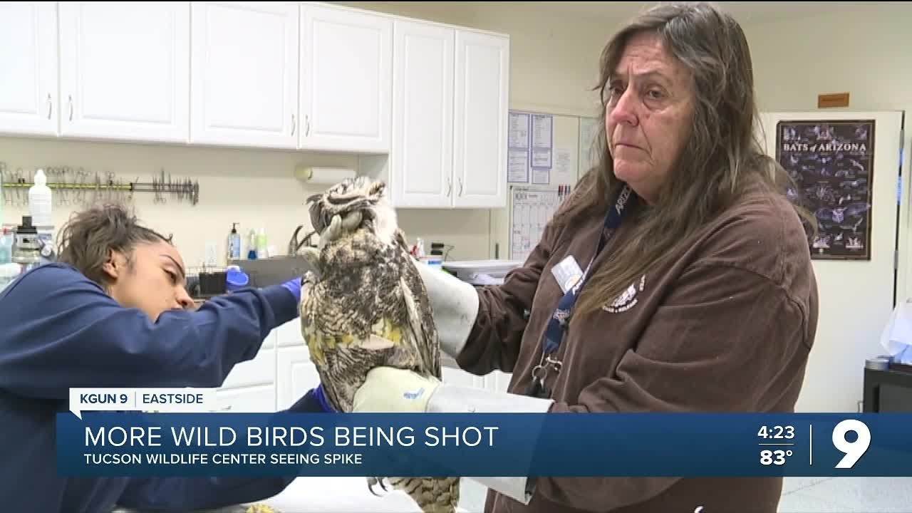Tucson Wildlife Center sees spike in birds being shot