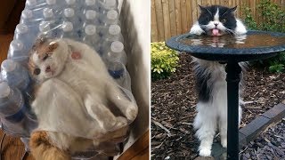 50+ Idiot Cats That Will Make You Laugh Out Loud | The Strangest