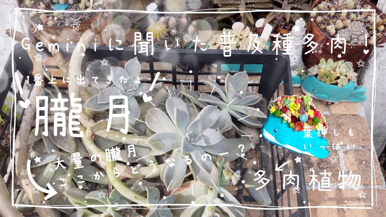 The most popular variety! Oborozuki!! Let's go wild~♫ Succulent