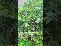 Harvest time: these bushes are now packed with blueberries! #blueberry #summer