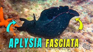 Aplysia Fasciata Filmed Up-Close by a Diver