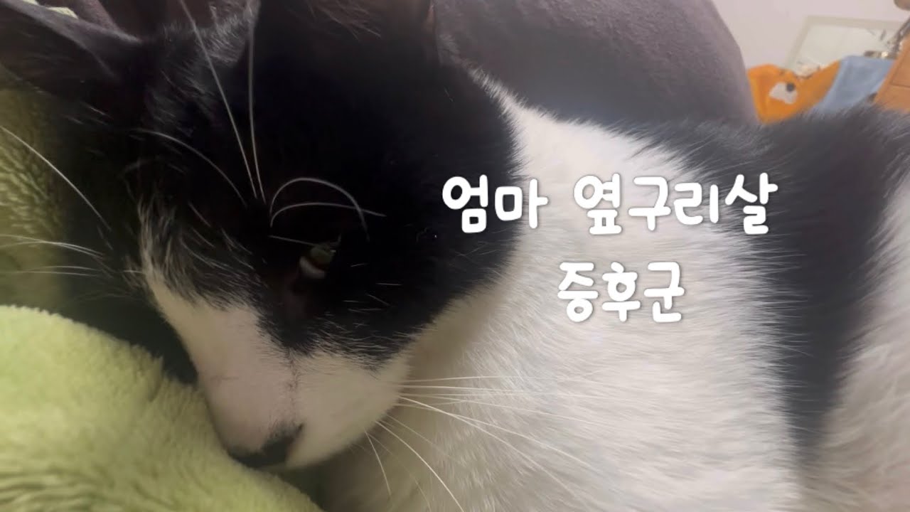 엄마 옆구리살 증후군 고양이