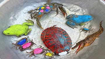 Kem Ốc và cua Chanel lái xe công nông chở con cua, cua xanh, con ếch, thằn lằn, rùa màu sắc, cá sấu.