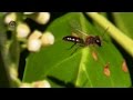 Andrene rougeandrena haemorrhoa  bruitx