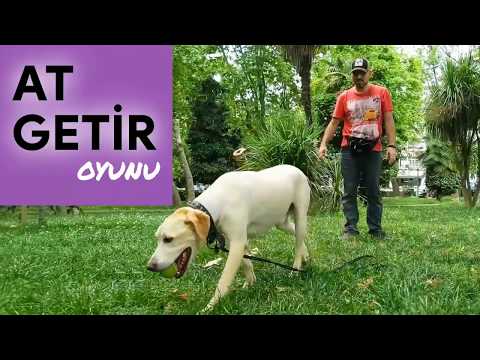 Video: Köpeğinize Bir Sopa Getirmeyi Nasıl öğretirsiniz?