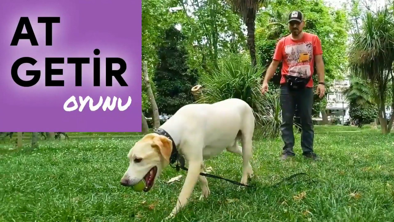 Köpeğime nasıl at getir oyunu öğretirim