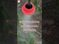 دودة الحشد