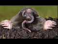 How To Get Rid of Moles in Your Yard