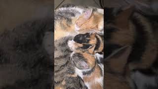 Almost Grownups And Drinking Milk From Mama Cat #funny #cat #cute