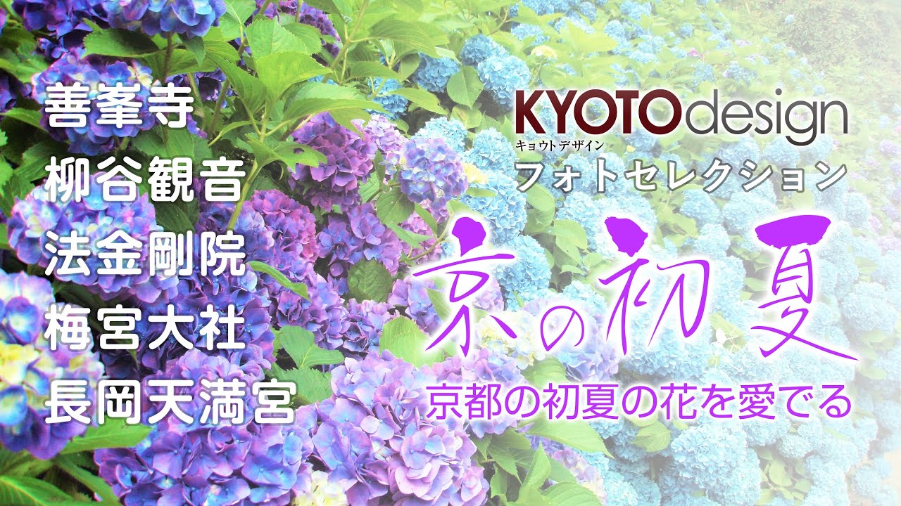 Kyotodesign 京都の初夏の花を愛でる 京都の初夏 Youtube Kyotodesign 京都の初夏の花を愛でる 京都の初夏 Youtube