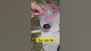 Cho cá 7 màu Ăn Trùng Huyết Đông Lạnh, Cá Ăn Sung Quá Trời