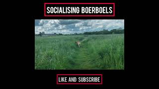 Socialising Boerboels #boerboel #mastiff #bigdog #canecorso  #boerboelmastiff