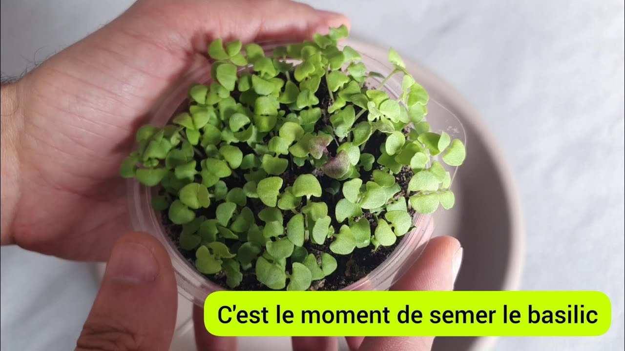 Comment faire pousser le basilic facilement ? 2023
