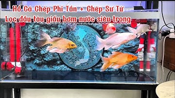 Hồ Cá Chép Phi Tần + Chép Sư Tử Đẹp - Chia Sẻ Bí Quyết Giúp Nước Siêu Trong Cho Lọc Giấu Bơm.