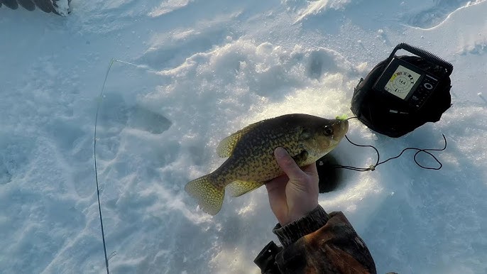 Best Mid-Winter Crappie Plastics ( Every Thing You Need To Know