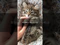 【マツコ・デラックス】マツコ・デラックス「猫を飼えない理由」名言 名言集 マツコ 猫