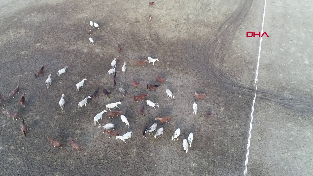 TİGEM Anadolu Tarım İşletmesi'nde tay doğumları