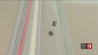 Video: UCF researchers find ways to battle Lyme disease