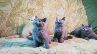 Британские котята голубые и кремовые (Litter-I2) Британские котята голубые и кремовые (Litter-I2)