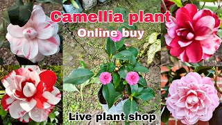 Download Lagu Camelia plant..online buy #Liveplantshop MP3