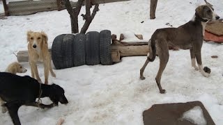 ТАЗЫ ИТ/HUNTING DOGS/ОХОТНИЧЬИ СОБАКИ ТАЗЫ ИТ/HUNTING DOGS/ОХОТНИЧЬИ СОБАКИ