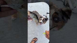 Love when they are schooling! #florida #fishing #bass #dog #dogs #school #fish