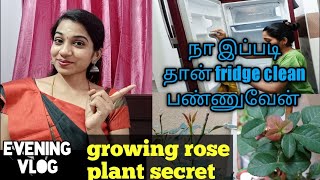 Evening vlog/fridge clean/fast growing rose plant tips/Priya Tamil vlog.