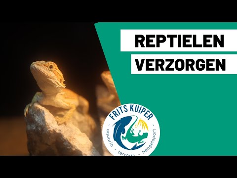 Video: Heeft Uw Reptiel Een Gezond Gewicht? - Reptielen BCS