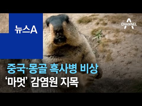 중국·몽골 <strong>흑사병</strong> 비상…야생동물 ‘마멋’ 감염원 지목 | 뉴스A