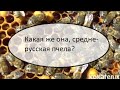 Сравнили среднерусскую и кавказянку.