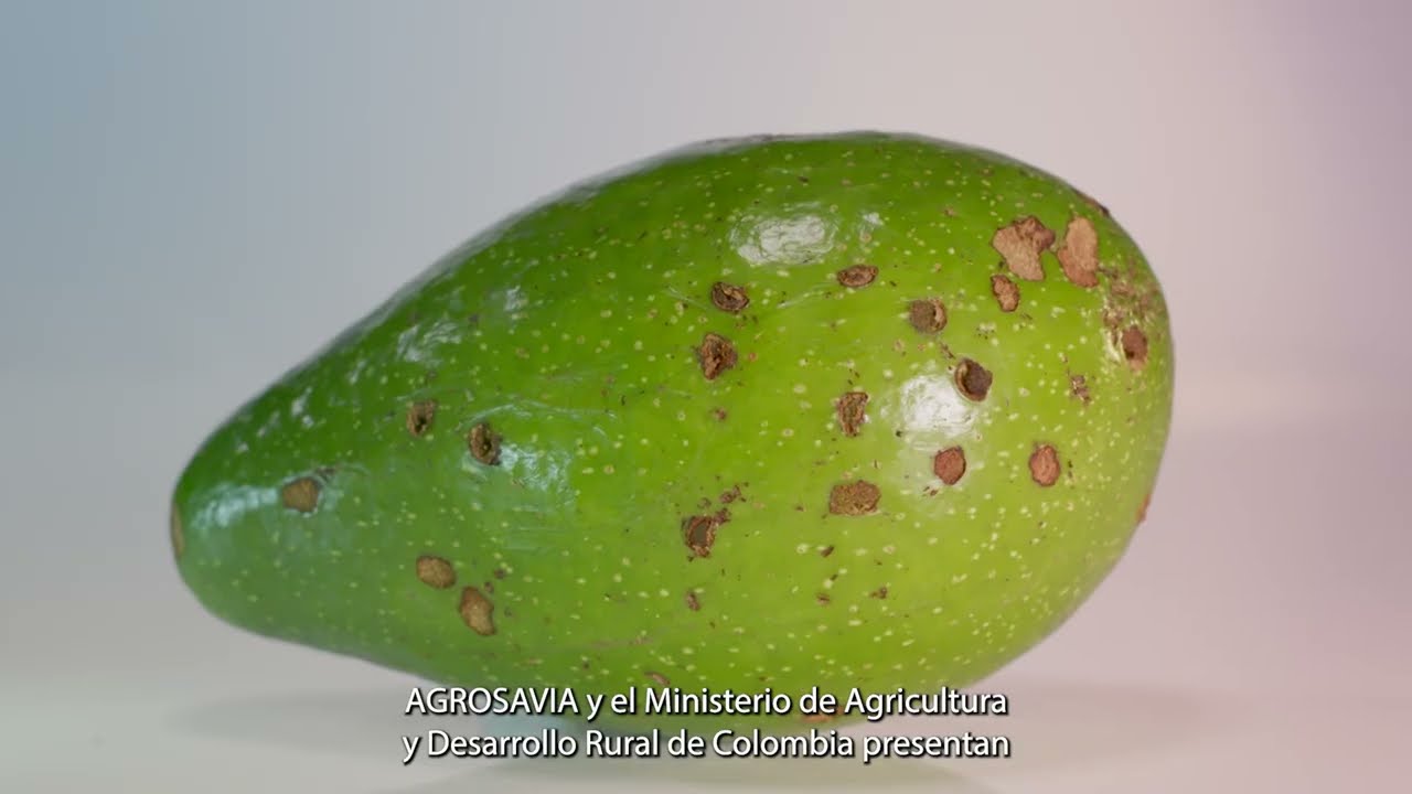 Perforador del fruto de aguacate Heilipus trifasciatus