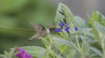 Hummingbird Vignettes 30