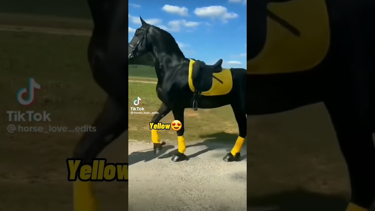 best colors to go with Black horse, which horse color next? 