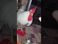 🐔Bhattu gadu thinanivatledu😭 #bhattu #chicken #funny #sharing #vlog #fun #pets #trending #viralshort
