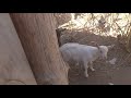 Альпийская коза. Первый опыт содержания и дойки.Коза Маня и два козла Вова с Димой