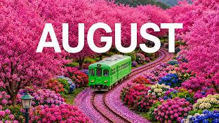 August 2026 – Summer Flowers 8K 🌸 Endless Tulip Fields & Blooming Gardens in a World Full of Color
