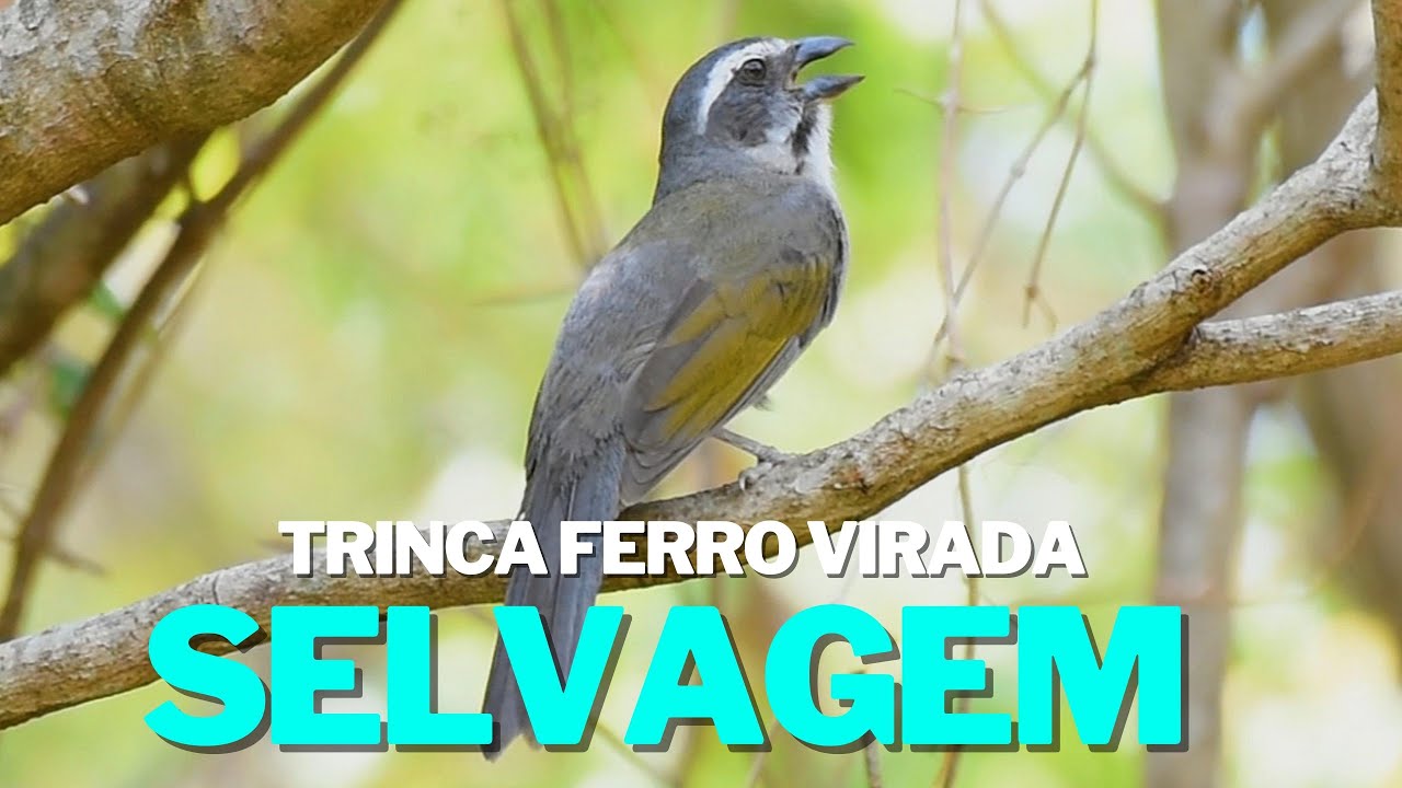 Trinca ferro virando canto na natureza para ensinamento de filhotes, mestre cantando ao vivo