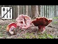 Krwistoborowik świerkowo-jodłowy (Rubroboletus rubrosanguineus) vs Krwistoborowik purpurowy