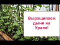 Дыня на Урале. Формирование куста дыни в теплице.