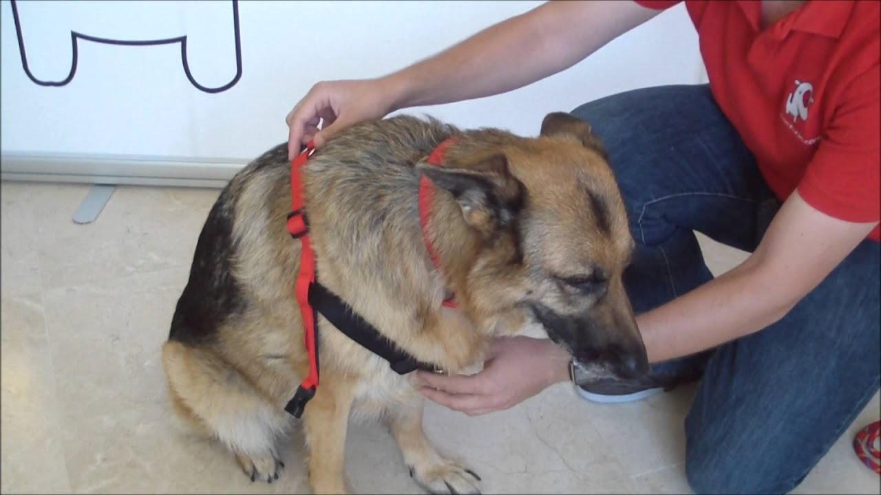 hape walk along caterpillar