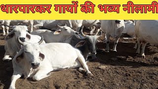 Tharparkar cow for sale, थारपारकर गाय की नीलामी चाँदन फार्म मे