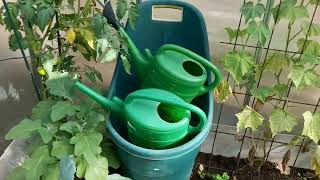 Download Lagu Wasp nest inside our Greenhouse//Garden Update//Sommer time25 MP3 Download Lagu Wasp nest inside our Greenhouse//Garden Update//Sommer time25 MP3