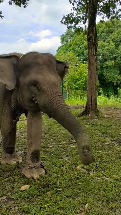 GAJAH SUMATERA SELATAN MAKAN TEBU