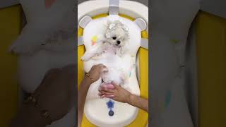 Immersive Mop Washing Puppy Bath Pet