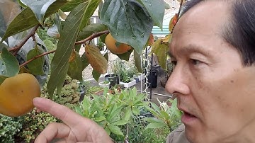 Cây hồng giòn Fuyu và cách chăm sóc khi đến mùa thu hoạch | Cách xua đuổi chim va sóc rất hiệu quả