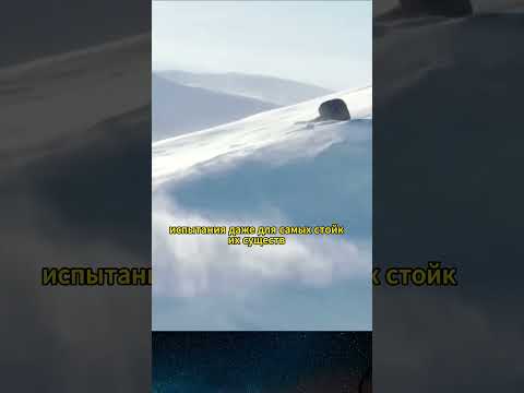 Сибирская тундра #животные #природа