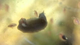 flatworm eating daphnia